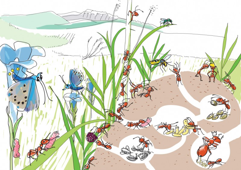 Schaubild Ameisenhaufen in Farbe